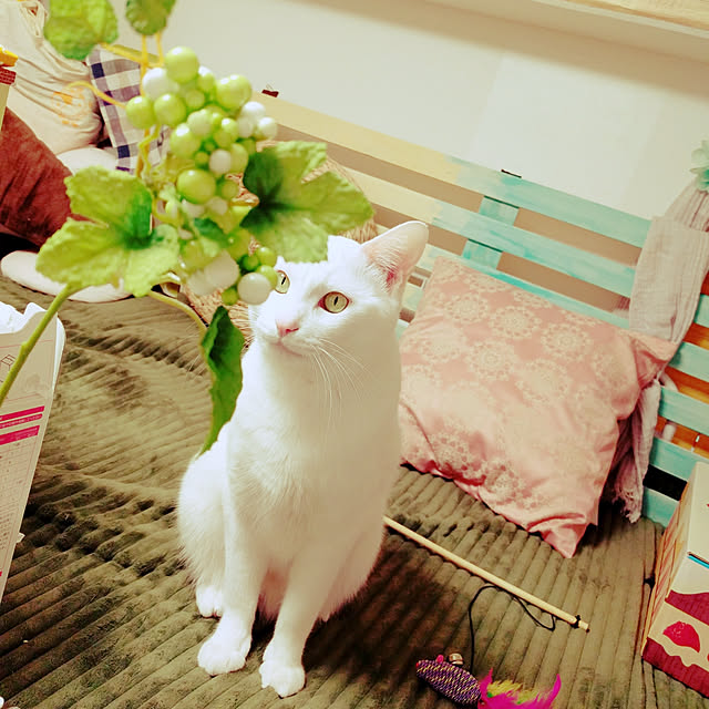 keikomokonさんの実例写真