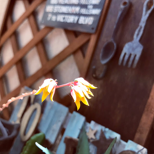 tomoさんの実例写真