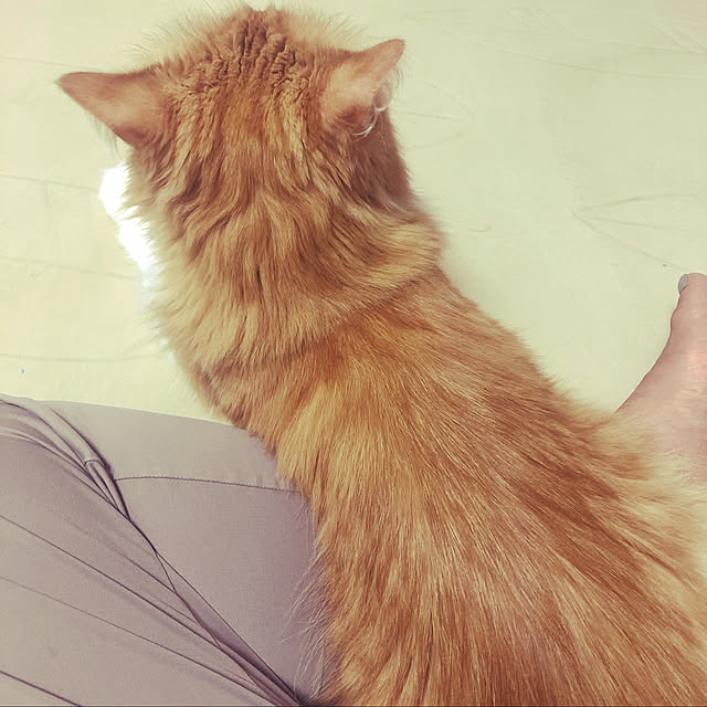 uchidaizuさんの実例写真