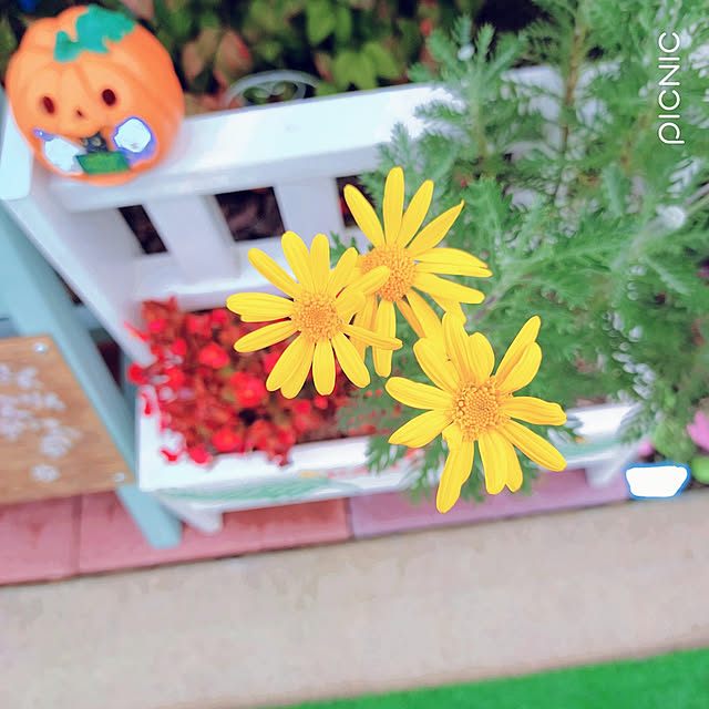 Miyumamaさんの実例写真