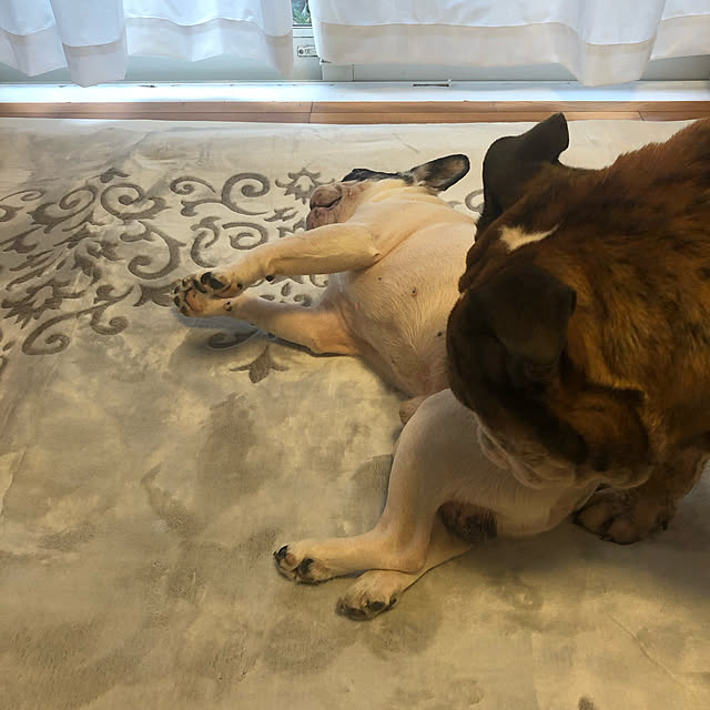 chi_gogaさんの実例写真