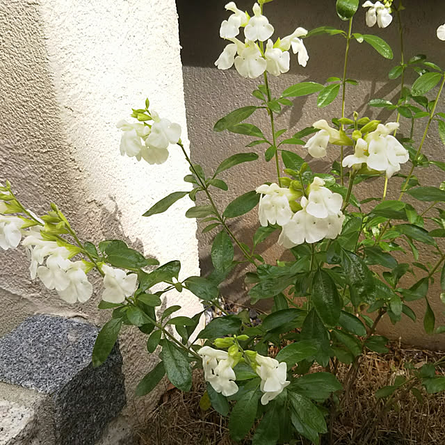 ym3さんの実例写真
