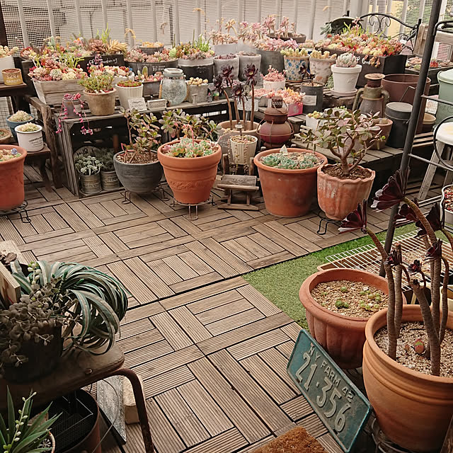 部屋全体/多肉/多肉植物/多肉寄せ植え/今朝の多肉...などのインテリア実例 - 2021-05-13 12:50:53