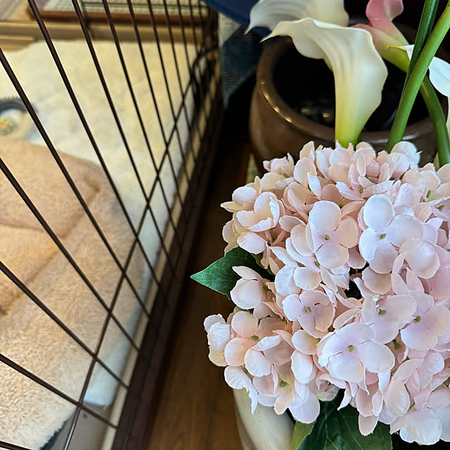 mamizaさんの部屋