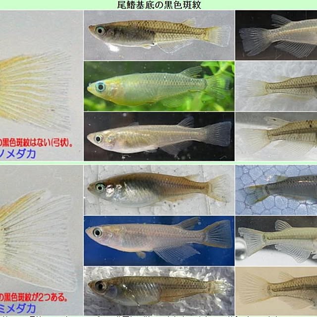 imorichanさんの実例写真
