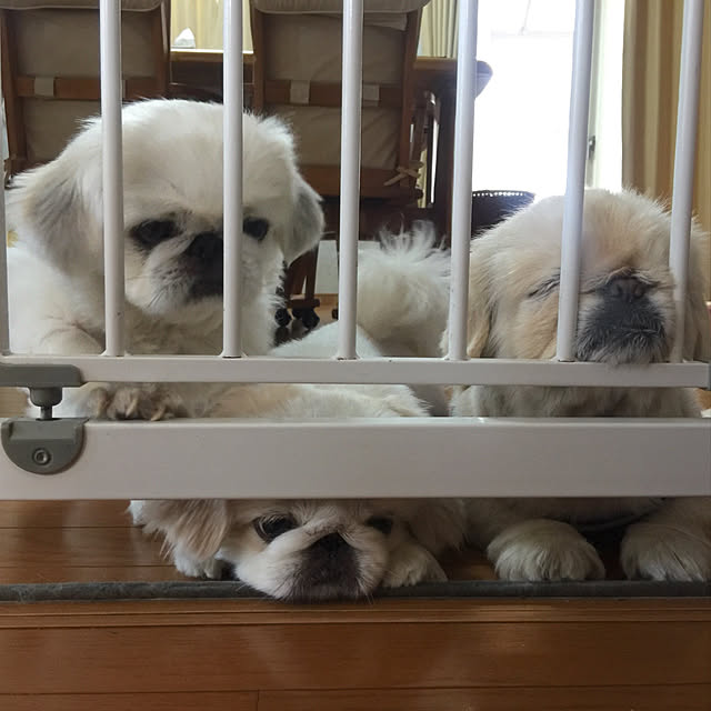 peko226さんの実例写真