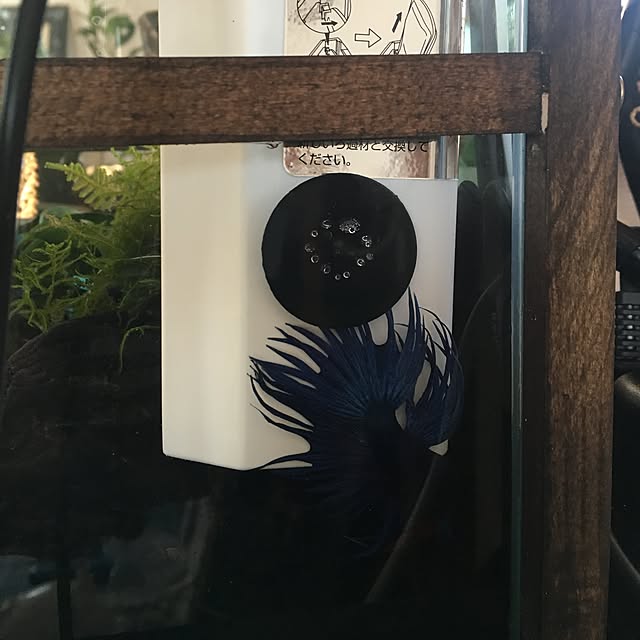 tetra163さんの実例写真