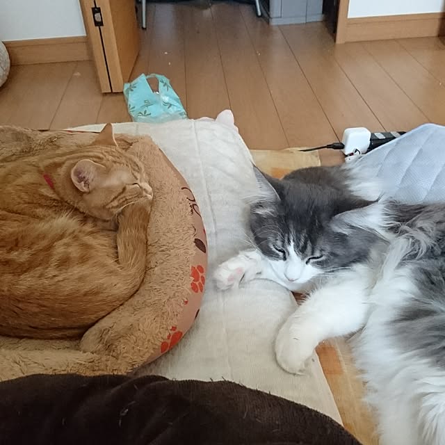 shinobuさんの実例写真