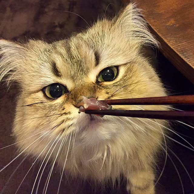 butachanさんの実例写真