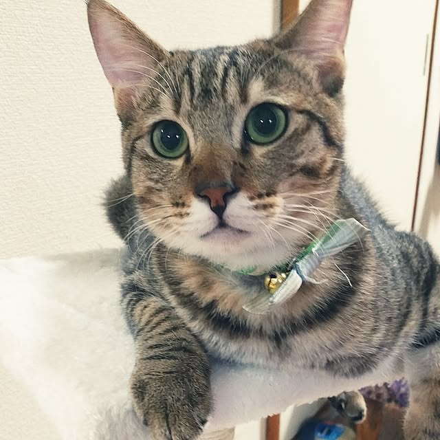 poniさんの実例写真