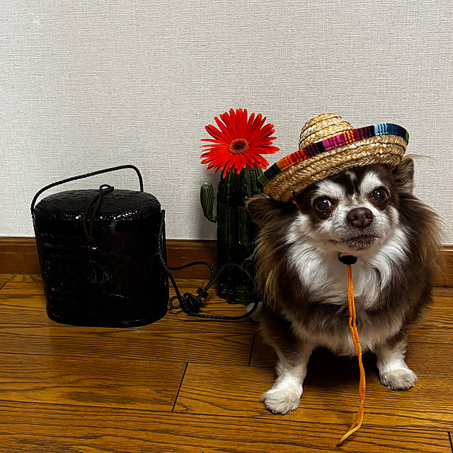 chIoeさんの部屋