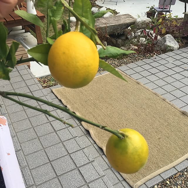 Tippiさんの実例写真