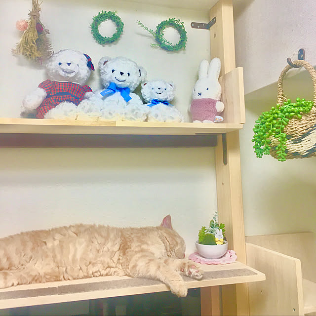 naokoさんの実例写真
