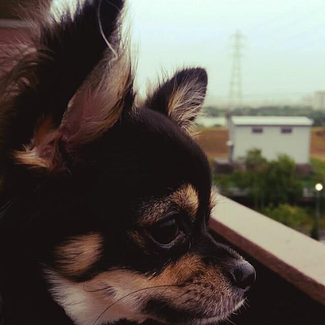Chinatsu.Iさんの実例写真
