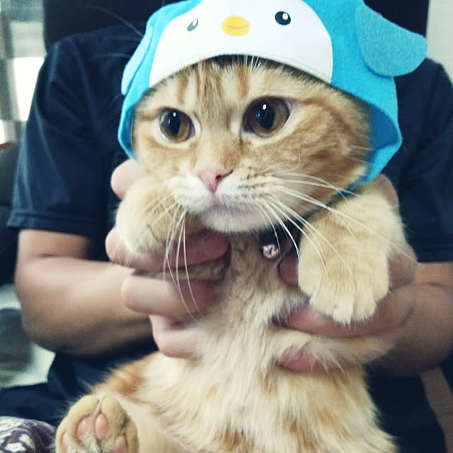 fruityanさんの実例写真