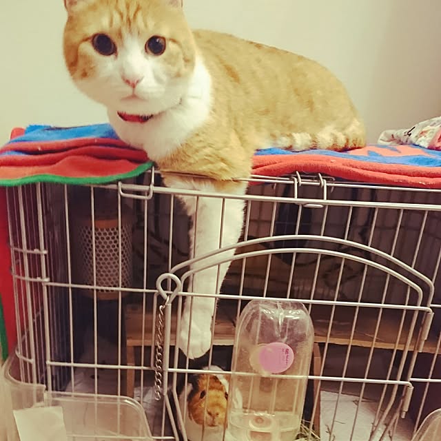tomoさんの実例写真