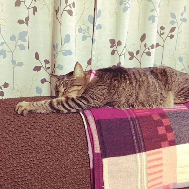 acoさんの実例写真