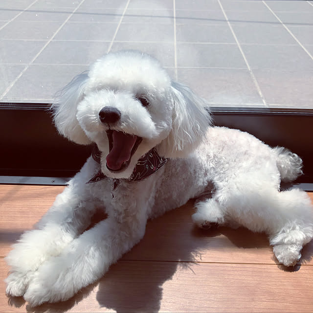 実例写真