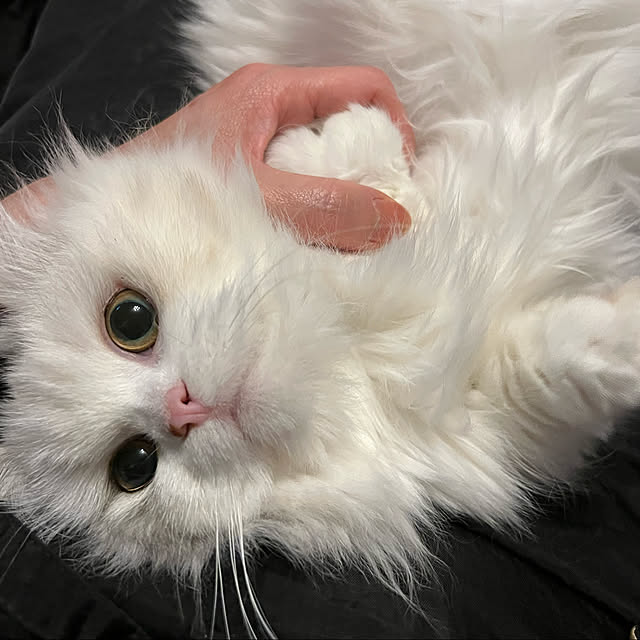 AYUKOさんの実例写真