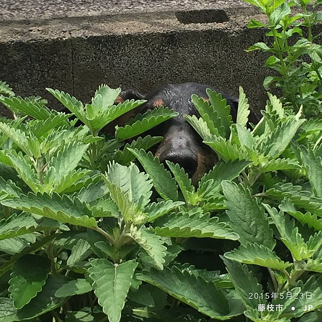 dola3685さんの実例写真