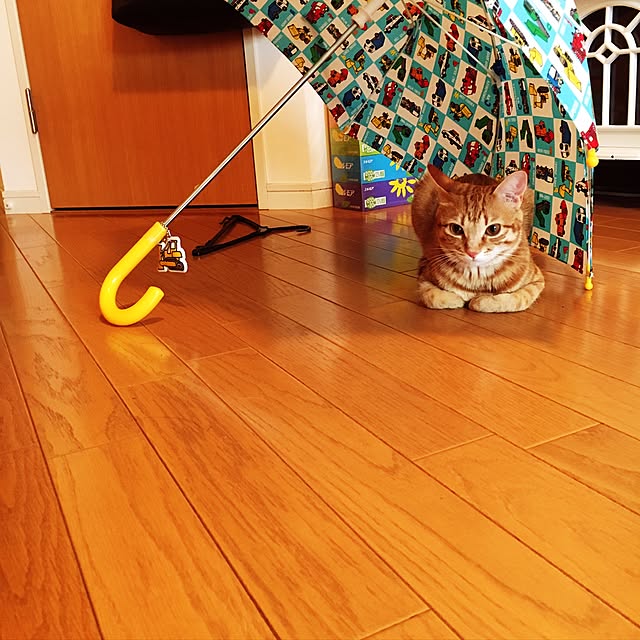 miyamiさんの実例写真