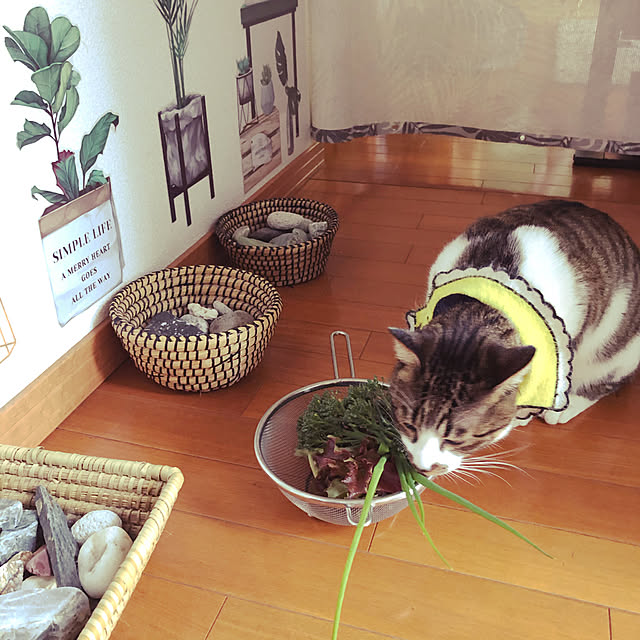 jijiさんの実例写真