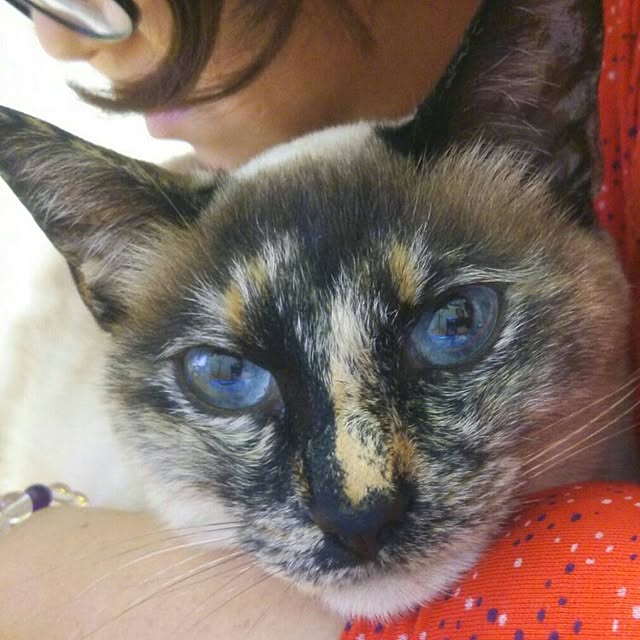 Gomaさんの実例写真