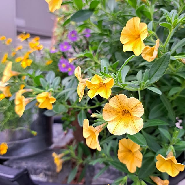 Jijiさんの部屋