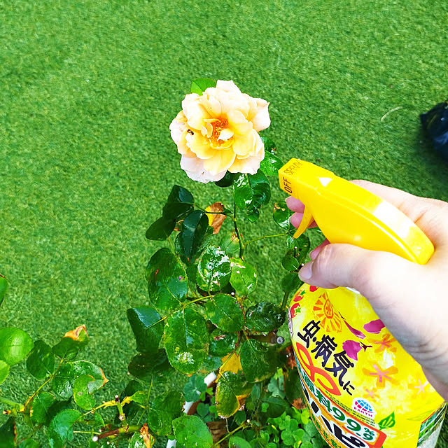 hiromimiさんの実例写真