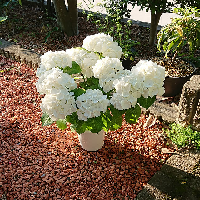 ayaさんの実例写真