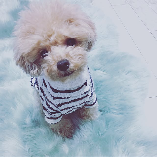 pocoさんの実例写真