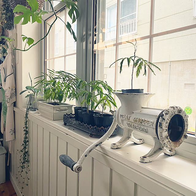 エバーフレッシュ/古道具/ヴィンテージ/植物のある暮らし/観葉植物...などのインテリア実例 - 2023-07-25 17:31:53