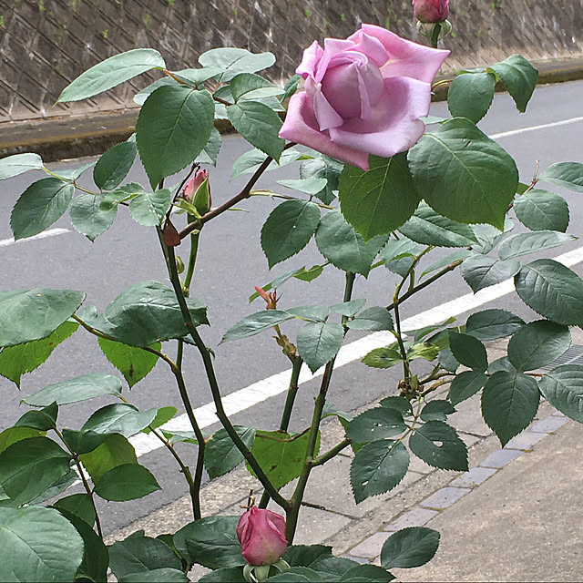Robin27さんの実例写真