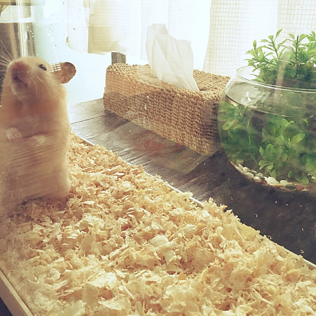 fruityanさんの実例写真