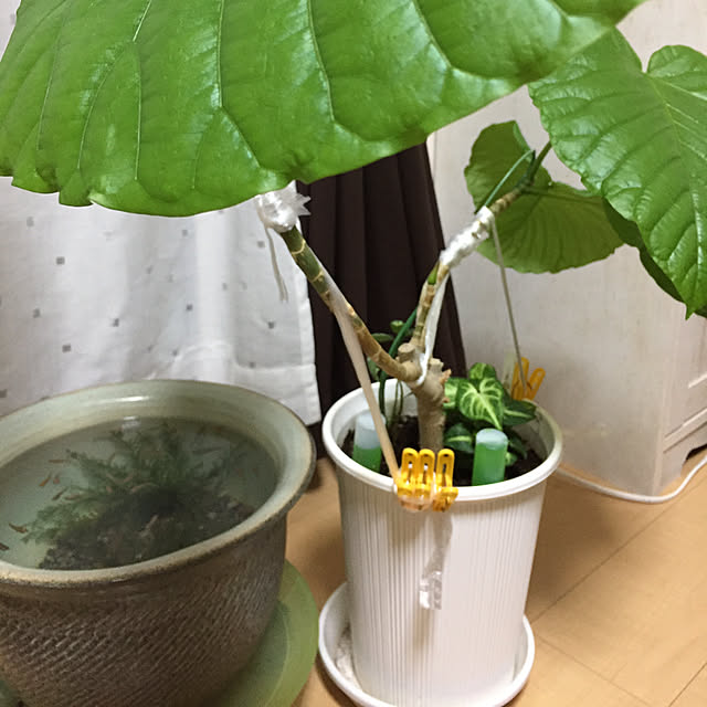emiさんの実例写真