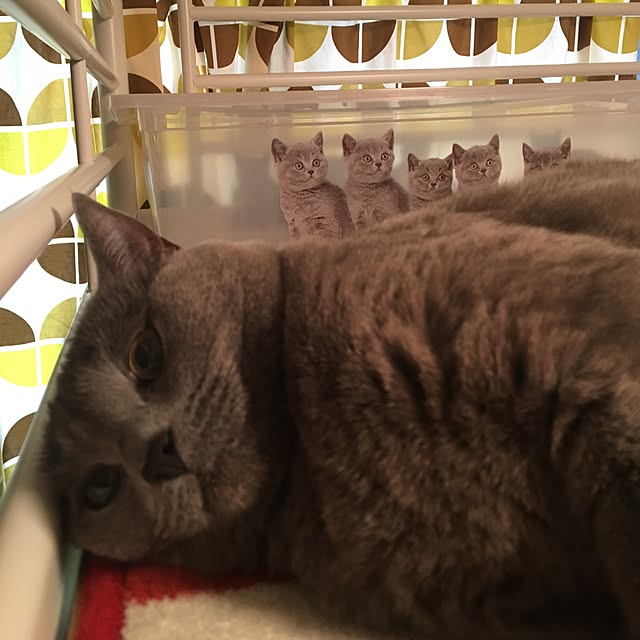 ikettenさんの実例写真
