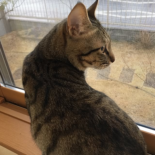 baronkotarouさんの実例写真