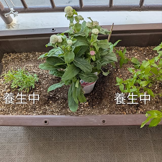 mi-saさんの部屋