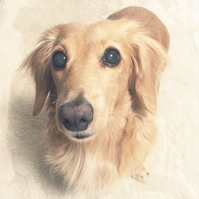 bibianさんの実例写真