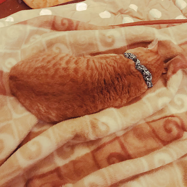 miさんの実例写真
