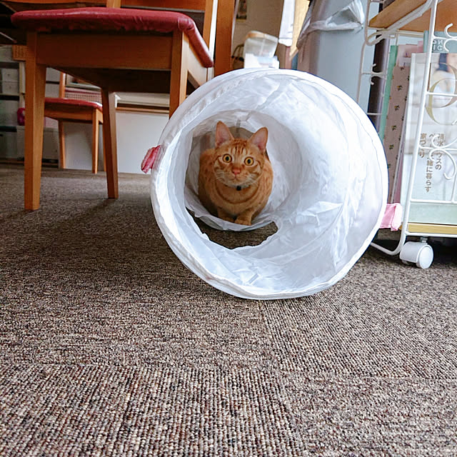 kikiさんの実例写真
