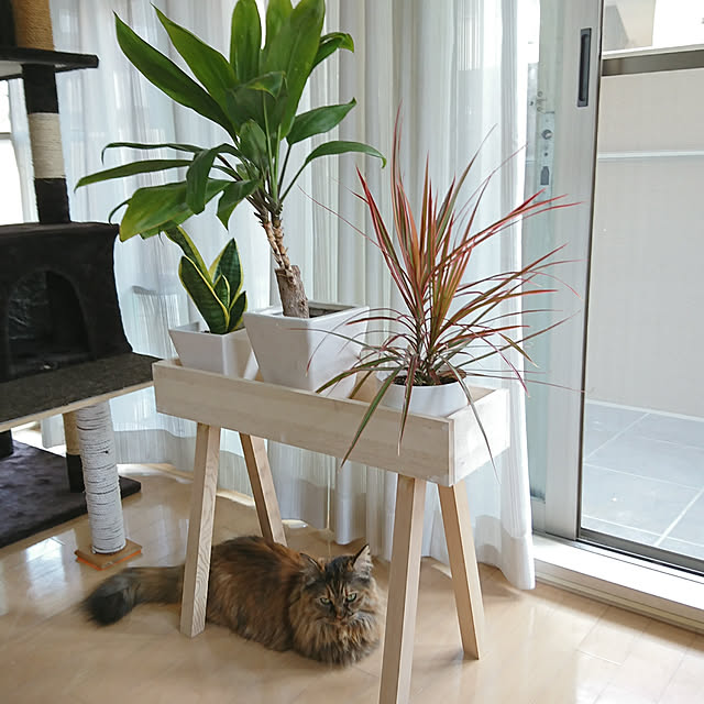 nekomajinさんの実例写真