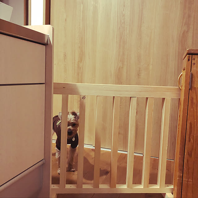 ヨーキー/ペットガードDIY/手作り/キッチンのインテリア実例 - 2021-04-18 23:35:41