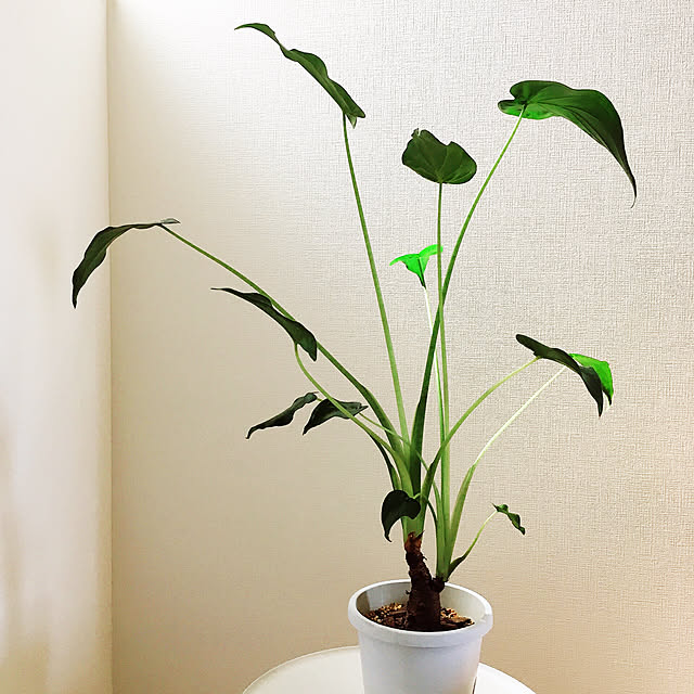 suna_kitsuneさんの実例写真