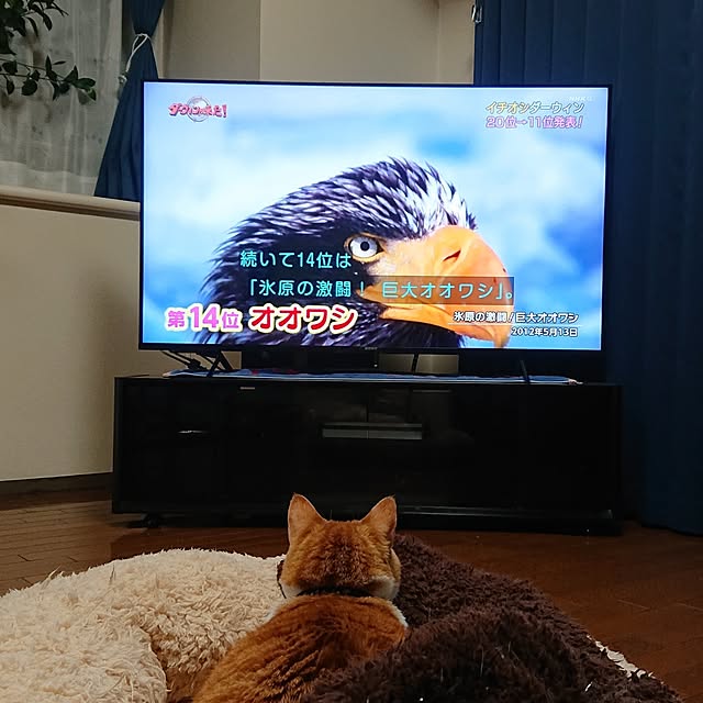 NOAHさんの部屋