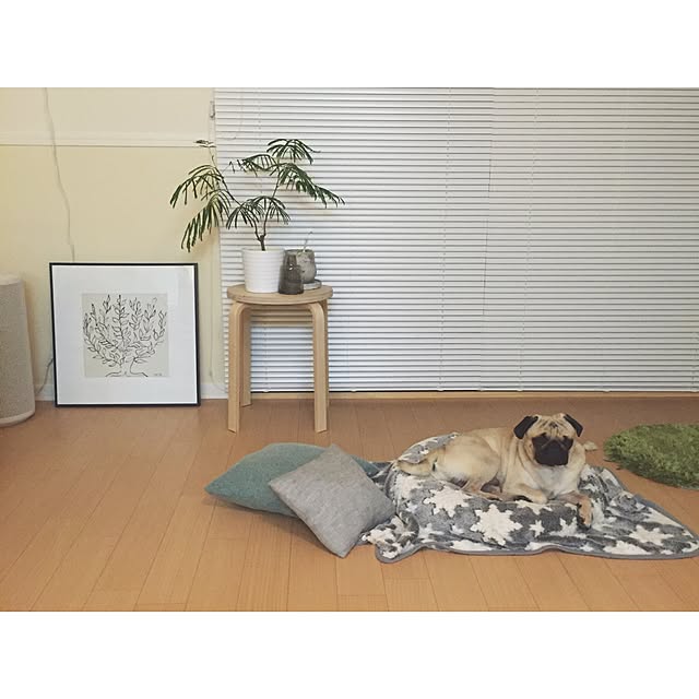 YUIさんの実例写真