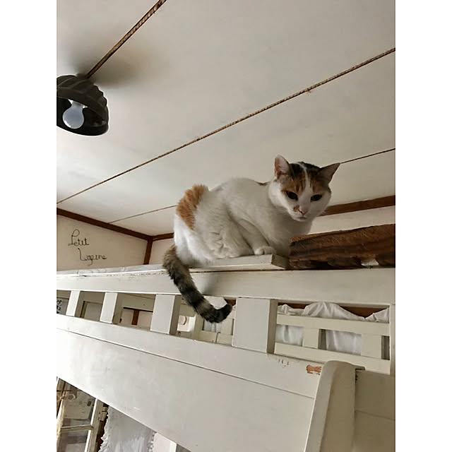 petitlapineさんの実例写真