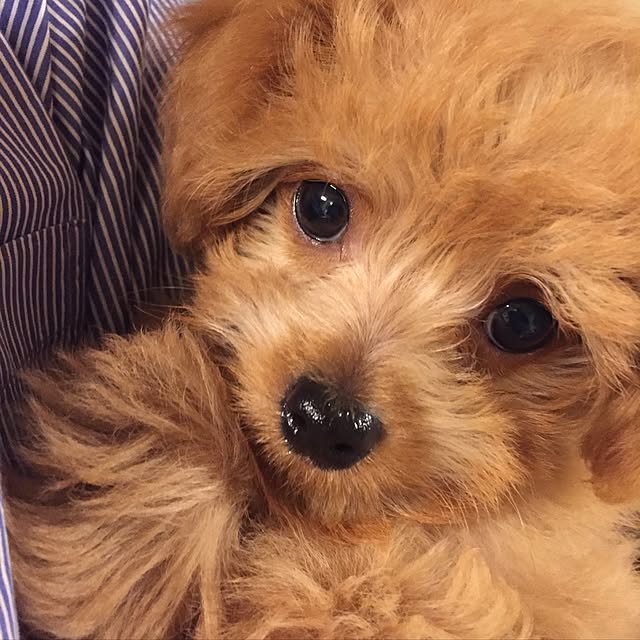 Ponpinさんの実例写真