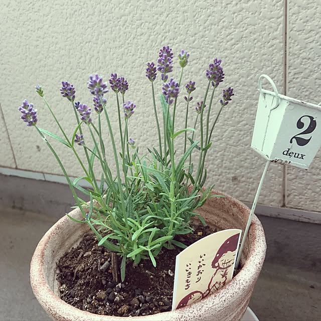 maconchuさんの実例写真