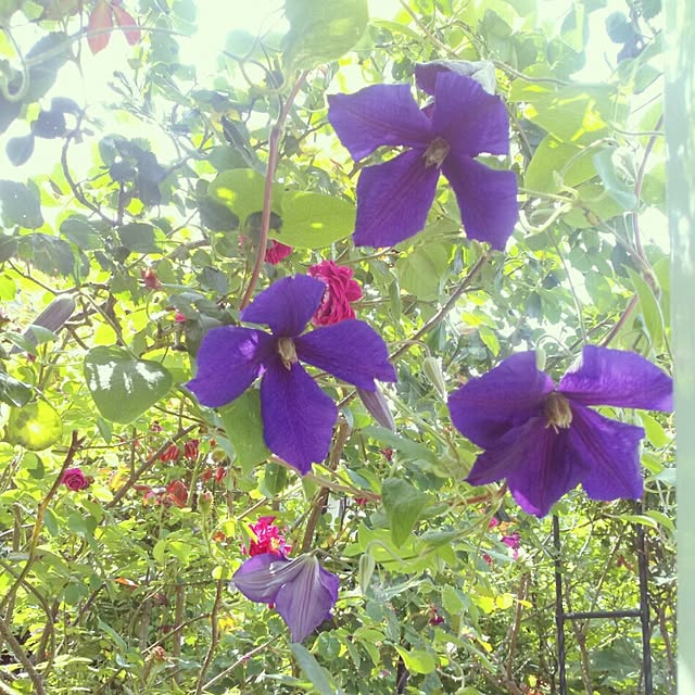 rosemaryさんの実例写真